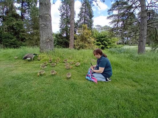 An overweight middle-aged white woman with glasses and brown hair in a ponytail, seen in profile kneeling in the grass at Kew Gardens. She is looking at a large group of goslings and two adult Canada geese.